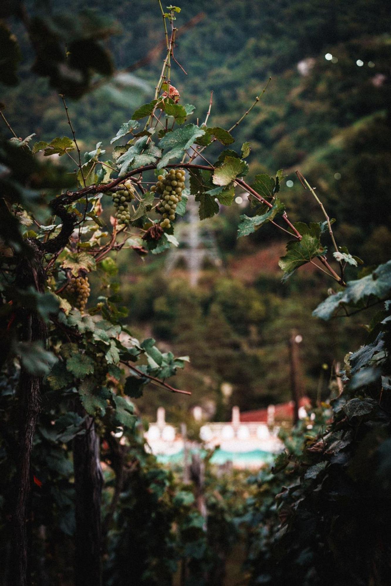 Hotel Chateau Iveri Varjanisi ภายนอก รูปภาพ